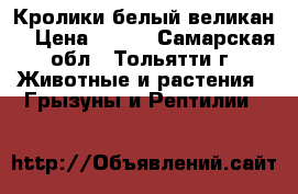 Кролики белый великан. › Цена ­ 400 - Самарская обл., Тольятти г. Животные и растения » Грызуны и Рептилии   